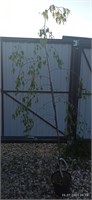 Берёза повислая Грацилис (Betula pendula Gracilis) 4037