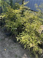 Бук европейский Мерседес (Fagus sylvatica Mercedes) 4038