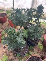 Клён остролистный Марит (Acer platanoides Marit) 4039