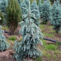 Picea engelmanii Glauca (Ель Энгельмана Глаука) 4026