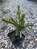 Сосна Банкса Мартин Новак (Pinus banksiana 'Martin Novak') 3999