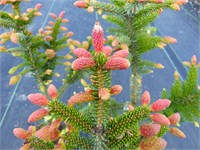 Ель сербская Ротер Аустреб (Picea omorika Roter Austrieb) 4040