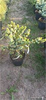 Ель сербская Де Рюйтер (Picea omorika De Ruyter) 4042