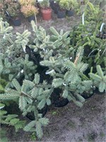 Picea pungens Straw (Orange Cream) 4045