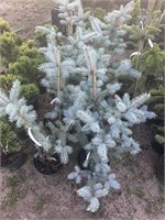 Ель колючая Блю Даймонд (Picea pungens Blue Diamond) 4047