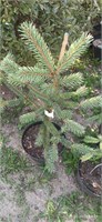 Ель колючая Рич Уайт Тип (Picea pungens Rick White Tip) 4046