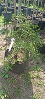 Abies concolor Gables Weeping 4051