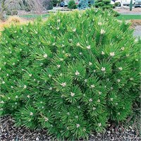 Pinus densiflora Low Glow 4058