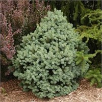 Picea engelmanii Stanley Mountain 4062