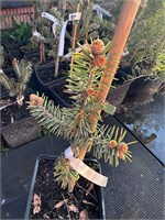 Picea pungens Fala Aurea 4063