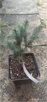 Picea pungens My Best 4066