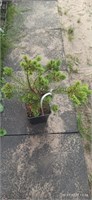 Pinus parviflora Cuddles 4067