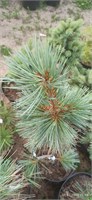 Pinus flexilis Extra Blue 4065