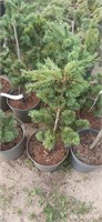 Сосна мелкоцветковая Негиши  (Pinus parv. 'Negishi') 3268