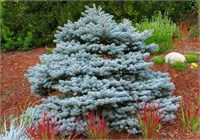 Picea pungens Montgomery 4077