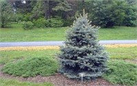Picea pungens Baby Blue Eyes 4078