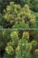 Pinus mugo Kokarde 4079