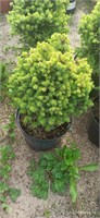 Picea sitchensis Nana Franz 4069