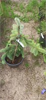 Picea pungens Kosteletz 4076