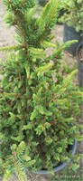 Ель обыкновенная Валентис (Picea abies Valentis) 4074