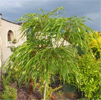 Клён остролистный Палдиски (Acer platanoides Paldiski) 4082