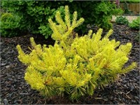Pinus sylvestris Trollgold 4083