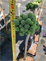 Picea glauca Burning Well 4087