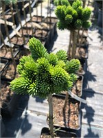 Ель канадская Сицилия (Picea glauca Cecilia) 4088