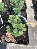 Picea pungens Kutchebo 4090
