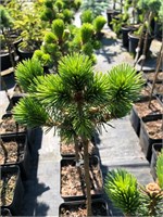 Picea pungens Piedra 4091