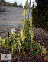 Chamaecyparis nootkatensis Boyko's Glitter Falls 4096
