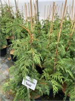 Chamaecyparis nootkatensis Kanada 4097