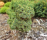 Ель обыкновенная Святый Ян (Picea abies Svaty Jan) 4098