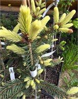 Ель колючая Рич Уайт Тип (Picea pungens Rick White Tip) 4046