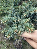 Picea pungens Mile Up 4100