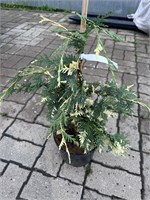 Chamaecyparis nootkatensis Boyko's Glitter Falls 4096