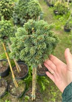 Picea glauca Holata 4101