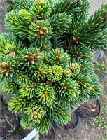 Ель обыкновенная Святый Ян (Picea abies Svaty Jan) 4098
