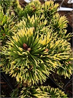 Сосна горная Голден Флеш (Pinus mugo Golden Flash) 3833
