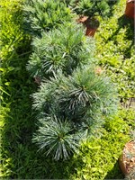 Pinus strobus 'Greg' 4104
