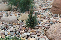 Picea pungens Mini Minaret 4105