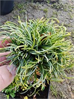 Pinua parviflora Hatch lchi 4109