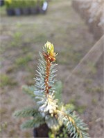 Picea omorika*pungens Troemner 4110