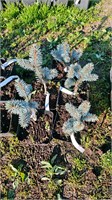 Picea pungens Blue Fantasy 4113