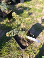 Пихта испанская Ауреа (Abies pinsapo 'Aurea') 2997