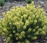 Сосна горная Розитек (Pinus mugo Rositech) 4114