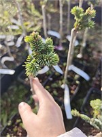 Picea abies Hana 4117