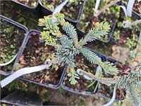 Abies procera Pospisil 4118
