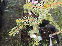 Picea omorika Pendula Artur 4120