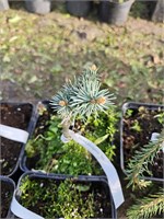 Picea pungens Bit 4121